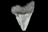 Juvenile Megalodon Tooth - Georgia #111612-1